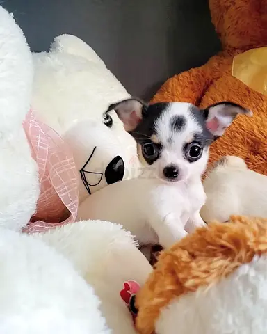 Chihuahua Puppies For Adoption