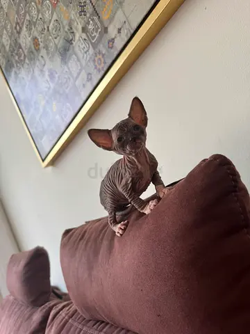 Lovely Girl Sphynx kitten