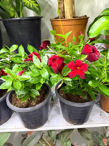 Mandevilla (Dipladenia) ‘Rio’ Red - fragrant red flowers