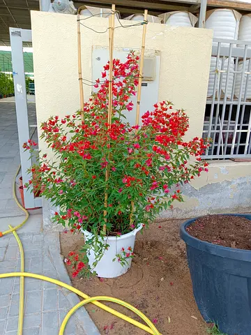 Red flowering potted plant (healthy, mature) - ready to move
