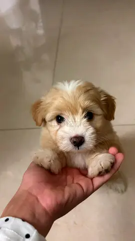 Maltipoo puppy