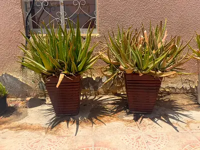 Pair of outdoor potted aloe plants in brown planters