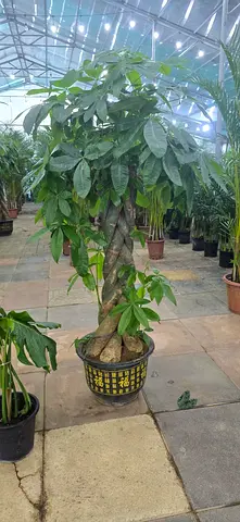 Money Tree/ Twisted Pachira ( Indoor Plant)