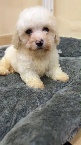 Young white toy poodle puppy available