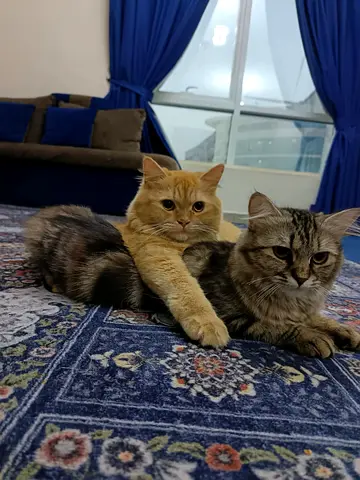 Pets