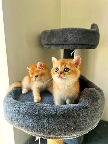 Munchkin kittens