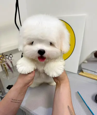 Fluffy Teacup Mini Bichon Puppy — Friendly, Groomed and Ready for Adoption