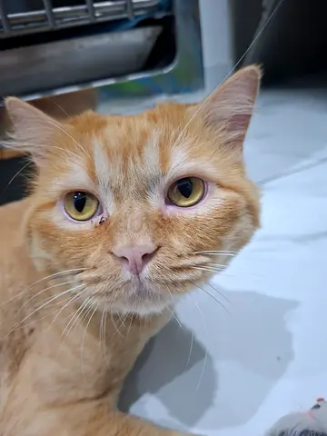 Adorable cat for adoption