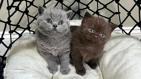 British shorthair Gray and brown