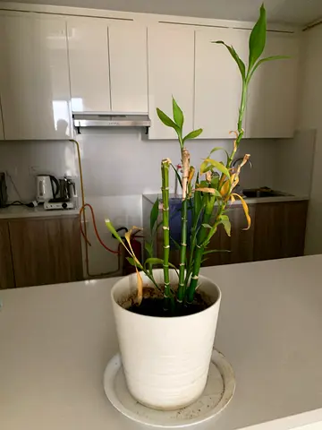 Indoor plants - 3 with pots - 120AED