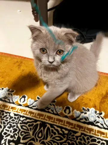 British Scottish fold cat 3 months