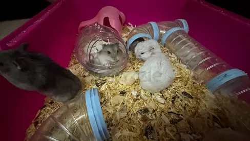 Russian Hamsters - ready for new home (Not Cage)