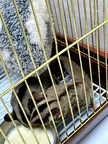 Friendly sugar glider looking for a new home