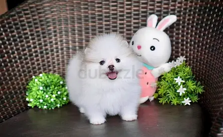 Pomeranian puppies available