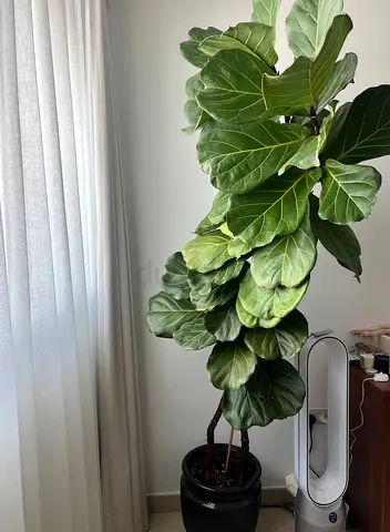 Large Fiddle Leaf Fig (Indoor Plant) in Pot - Healthy, Mature (2 plants)