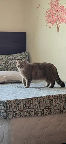 Female cat, 2 years old