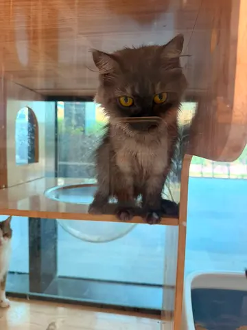 🚨 URGENT — FREE ADOPTION 5 CATS ABANDONED AFTER BEING LEFT AT A BOARDING FACILITY 🚨