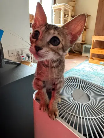 Sweet rescued girl for free adoption