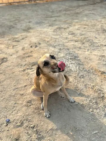 Friendly dog — ready for adoption. Girl, 2 years old, no need leash
