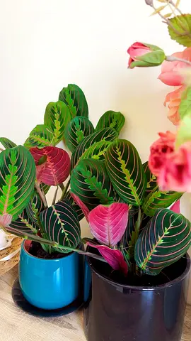 Indoor plant for sale