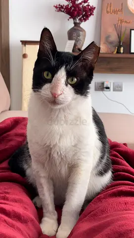 🤍🖤 FREE ADOPTION – Meet Mike, the Gentle Giant Looking for His Forever Home 🏡🐾
