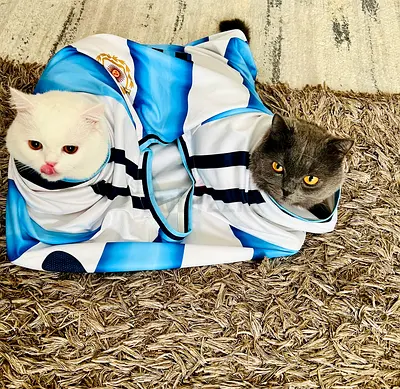 Two cats for free adoption
