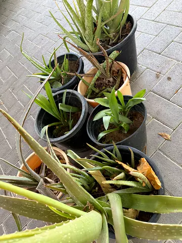 Collection of potted aloe and houseplants — small pots, some need care