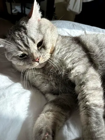 Scottish Short Hair for Adoption