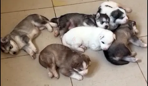 Husky puppies