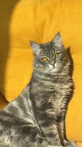Friendly long-haired grey cat looking for a new home