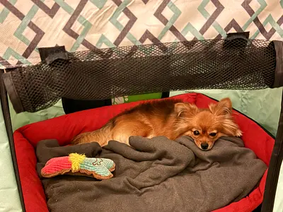Foster 2 yrs old female longhair Chihuahua