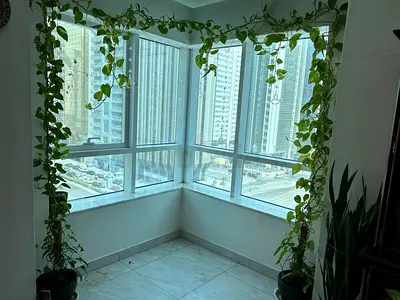 Pair of Pothos Money Plants with Coir Poles