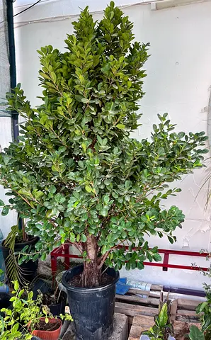 Large Potted Outdoor Ficus Tree