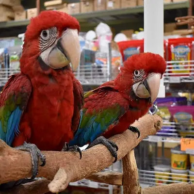 Scarlet Macaw Parrots