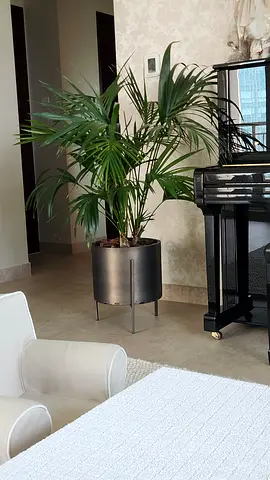Large indoor potted palm on a Crare and Barrel Bronze pot stand