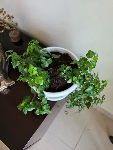 English Ivy