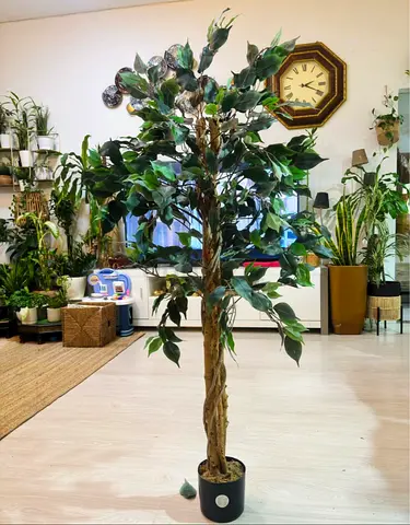 5ft Artificial Ficus Tree with Braided Trunk in Pot - Good Condition