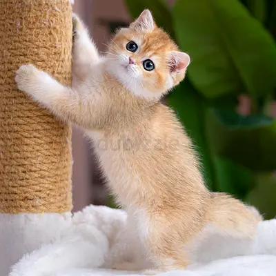 GOLDEN KITTEN FOR ADOPTION