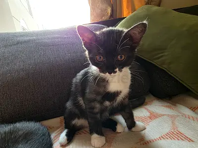10 week-old black & white kitten looking for a home. Free Adoption