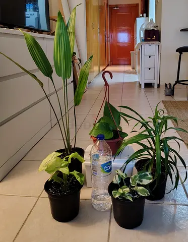 Assorted houseplants, healthy and ready for rehome