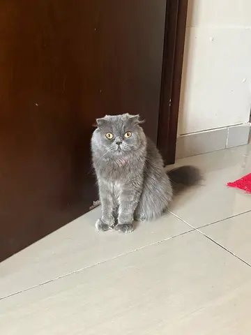 Scottish fold long hair, Cat, beautiful and healthy
