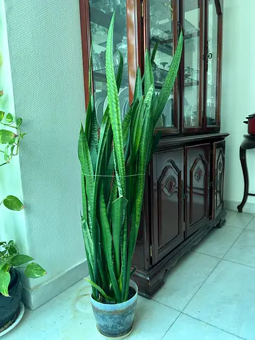 Healthy Tall Snake Plant in Pot - 100cm