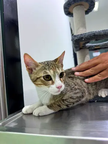 Adorable cat for adoption
