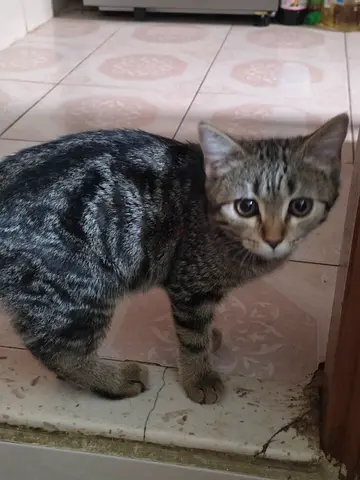Kitten free adoption