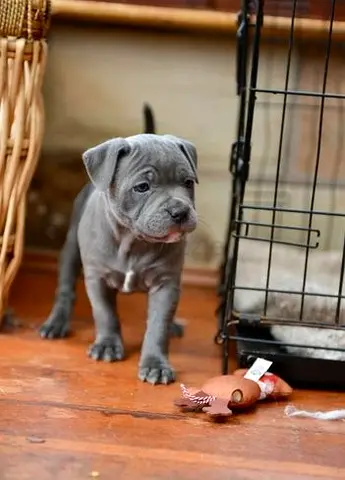 Staffy Puppies