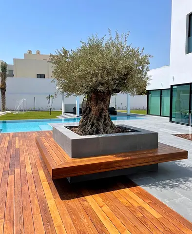 Mature Olive Tree in Raised Planter — Outdoor Feature Plant