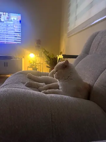 Pet