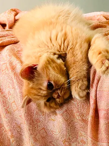 Persian cat male