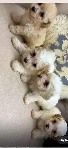 Litter of 4 Adorable Small White Puppies — Ready for New Homes
