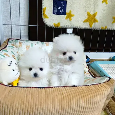 Beautiful Pomeranian Puppies Looking for a Loving New Home